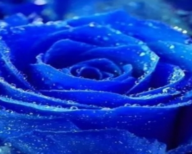 蓝玫瑰花语