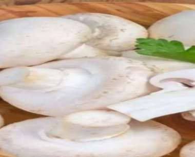 口蘑是什么东西