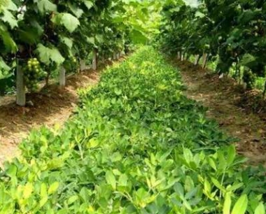 肥料是有机物还是无机盐