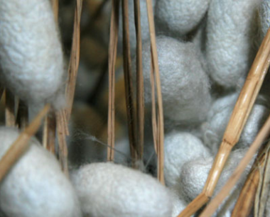 蚕卵需要多久才能孵出蚕