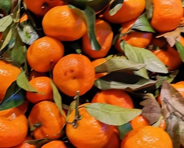 沙糖桔第一次保果在什么时候进行最合适?