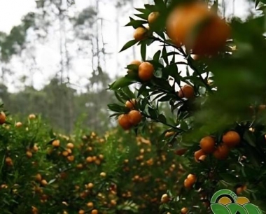 沙糖桔不同阶段怎么施肥