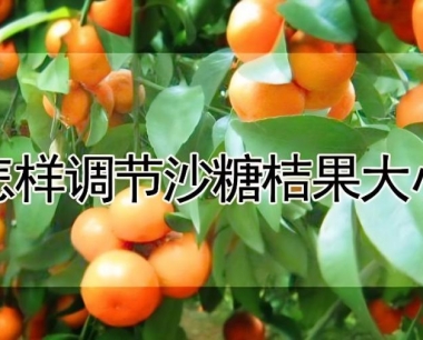 怎样调节沙糖桔果大小
