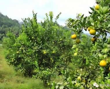 贡柑为什么会裂果