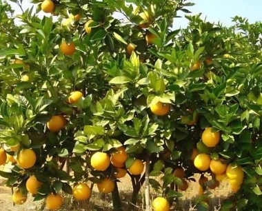 贡柑种植管理技术,贡柑高效种植管理要点