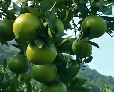 贡柑果实小是什么原因造成?