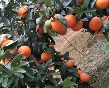 贡柑高接沙糖桔成功的苗如何管理?