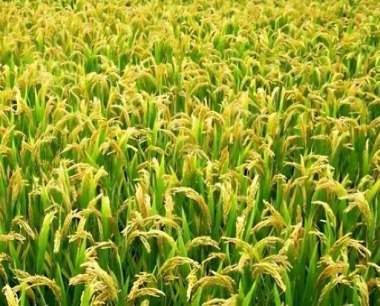 稻田养鱼,捕鱼后多少天收获水稻适宜?