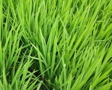 水稻干籽下地跟浸泡的种,同时播种后出苗时间是一样吗?