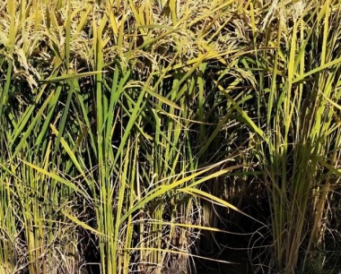 江汉平原梅雨期长,水稻长势较往年差很多,为什么?