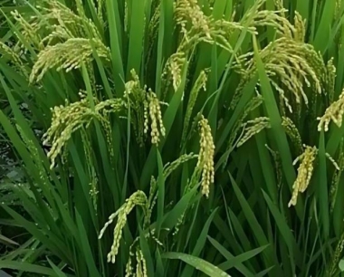 水稻细菌性条斑病分布在哪些地区?