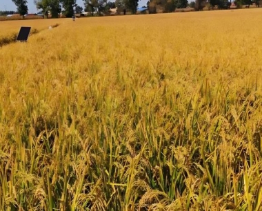 水稻水灾过后主要作物土肥水管理措施?