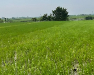 水稻本田预防负泥虫的方法有哪些?