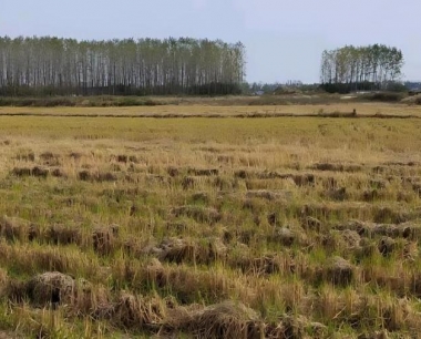 水稻进行分蘖期,可以断水晒田吗?