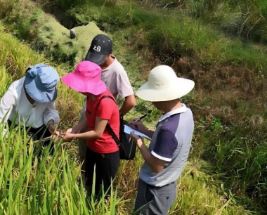 水稻苗两叶一心怎么管理温湿度?