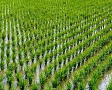 水稻断水时间,要考虑哪些因素?