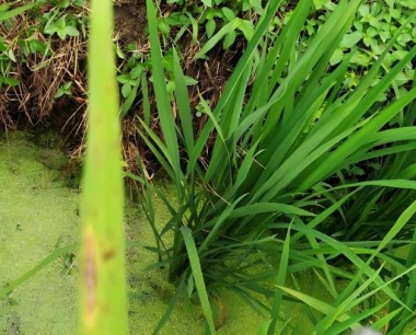 水稻收割机是全喂入式好还是半喂入式好?