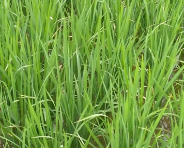 水稻育苗播种摆盘过早温度不够会出现什么状况?