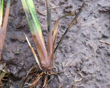 水稻育秧烧苗指的是施肥过多引起的,应如何避免?