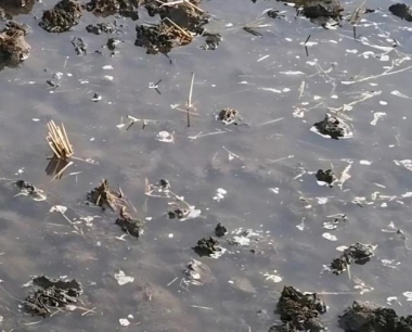 水稻发生什么病?如何防治?发生条件?