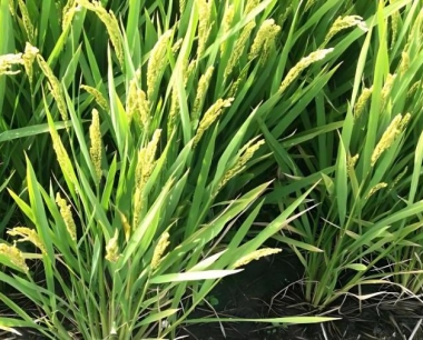 水稻育苗底土和覆土最合理的应该是多少量啊?