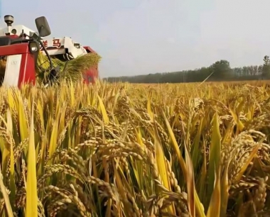 虾稻田迟栽的水稻破口期预防病虫配用什么药?