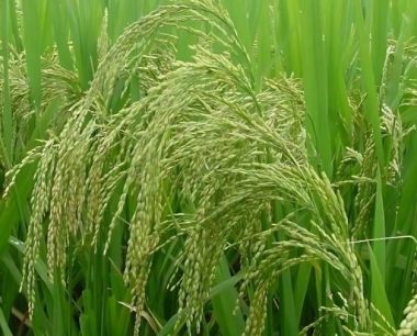 水稻采收后如何加工可以提高经济效益?