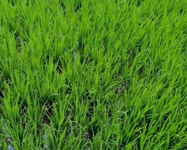 种植水稻每亩需要多少斤种子?秧盘育秧注意那些事项?