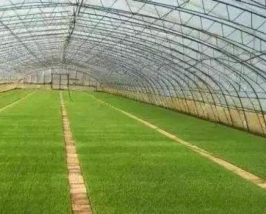 又一个美丽的春夏季到来,桦川水稻插秧栽培正式拉开了序幕?