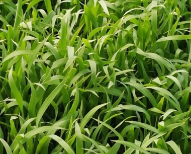 水稻播种的发芽率受哪些因素影响?