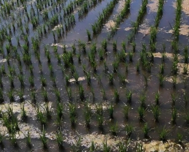 防治水稻细菌性条斑病的最佳药剂是什么?