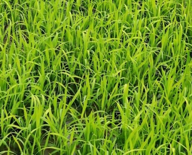 北方的水稻什么时候泡籽最合适?