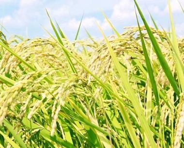 多功能油菜播种机前茬水稻秸秆最高可留茬多少厘米?