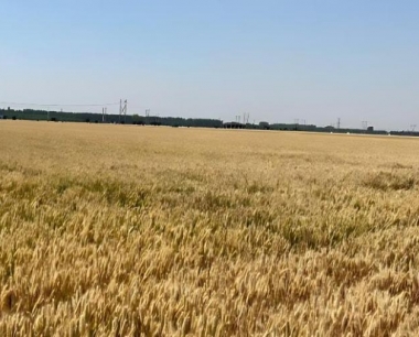 小麦赤霉病防控的关键时是什么时候?