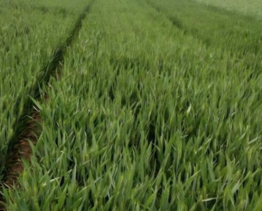 小麦管理的一喷三防指的什么说的?