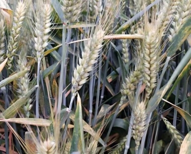 是不是冬小麦做的食物口感更好?