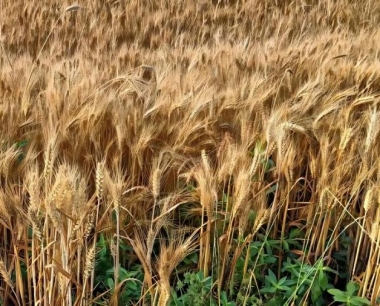 小麦收获后立即播种玉米,可以吗?