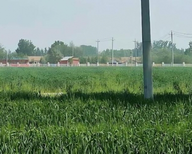 玉米田小麦自生苗一般喷施烟嘧磺隆几天后才出现叶片调萎枯死?