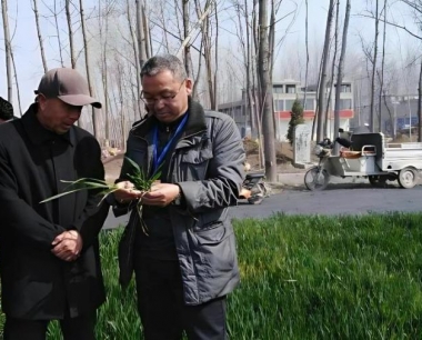 当前小麦田间杂草防治最新的高效,低毒,低残留的农药有哪些?