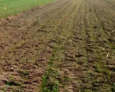 预防小麦纹枯病,常见方法有哪些?