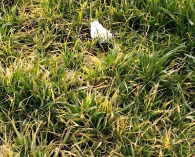 小麦条锈病最有效的防治措施是什么?