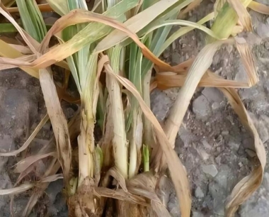 小麦冻害发生后有什么危害?该怎么补救呢?