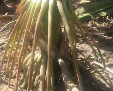 草地贪夜蛾在玉米苗期危害较严重,为什抽穗后较轻?