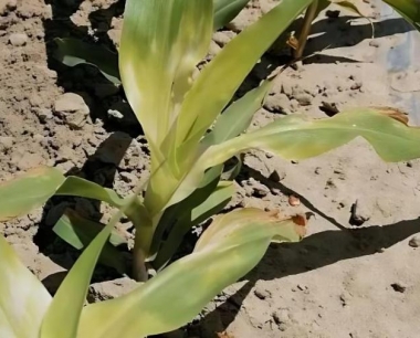 什么是转基因?转基因玉米会发芽吗?