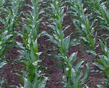 水果玉米一般亩产可以达到多少斤?