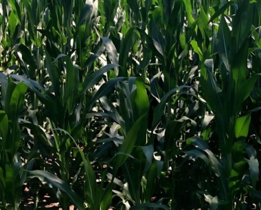 玉米播种的最佳时期是土壤深度在多少厘米时地温为多少度时较好?