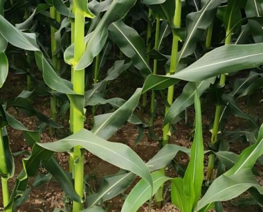 玉米苗期阴雨天地里有积水需要及时清沟沥水吗?