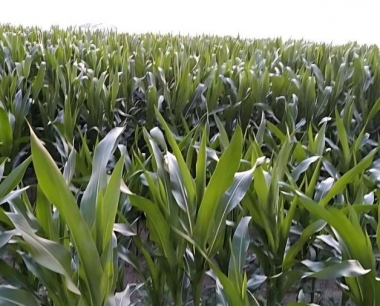 玉米叶子的粘虫防治方法有那些措施?