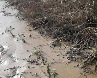 什么样的天气易爆发玉米青枯病?