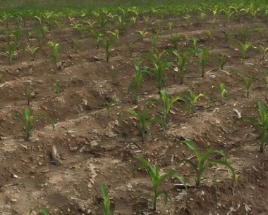 玉米生长过程中对氮肥需求量最大是什么时期?